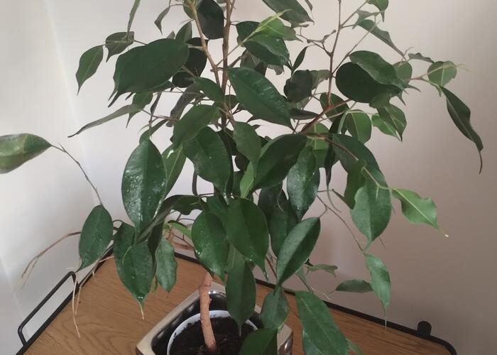 Grajewo ogłoszenia: Sprzedam niedużego Benjamina, roślina młoda, wysokość ok 70...