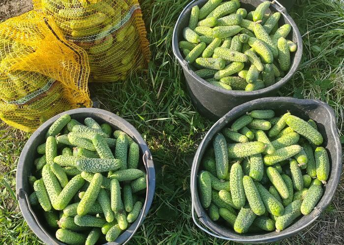 Grajewo ogłoszenia: Sprzedam ogórki gruntowe, cena priv